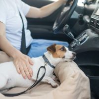 DogPassenger